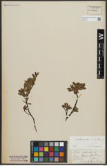 Foto von Salix arbuscula L.
